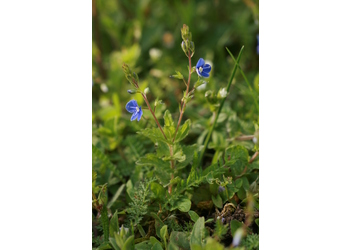 Gamander-Ehrenpreis (Veronica chamaedrys) - © Emanuel Trummer